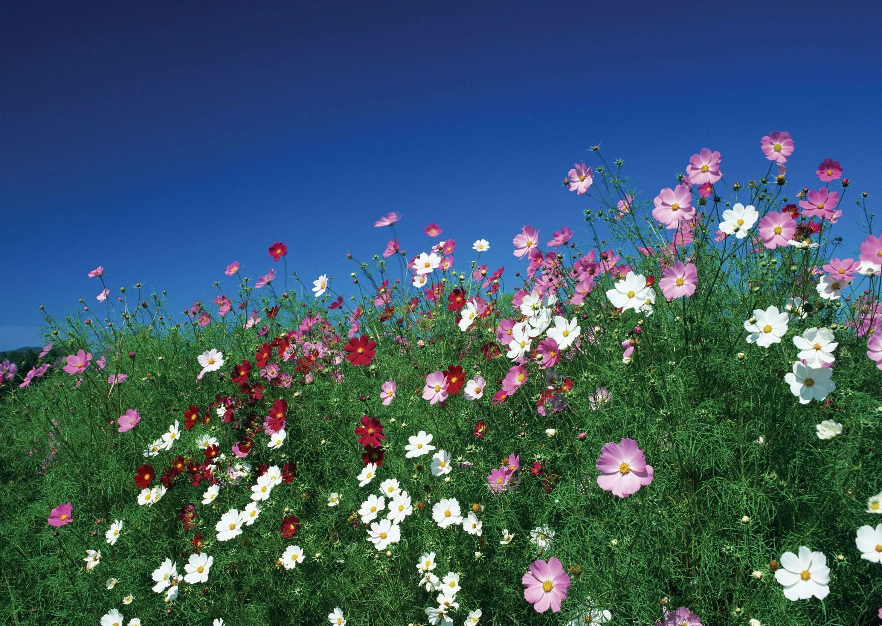 Космея цветок. Поле цветы космея. Космея Парадиз. Космея поле Южная Корея. Много цветов в природе