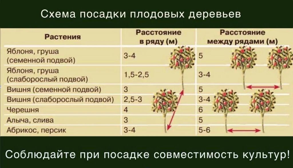 Расстояние при посадке деревьев. Схема посадки плодовых деревьев. схема посадки плоловыхьдеревьев. расстояние посадки между плодовыми деревьями. нормы посадки деревьев и кустарников.