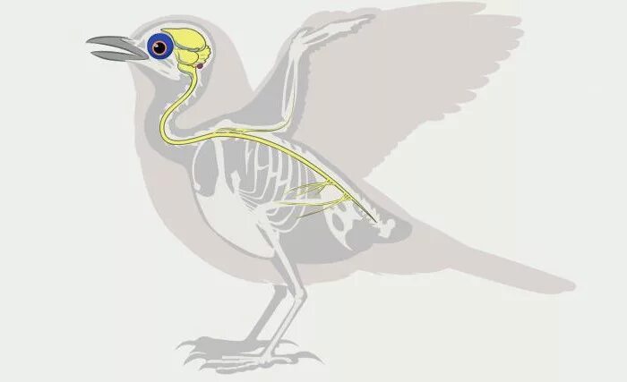 Класс птицы нервная. Нервная система система птиц. Центральная нервная система птиц. НС птиц. Спинной мозг птиц.