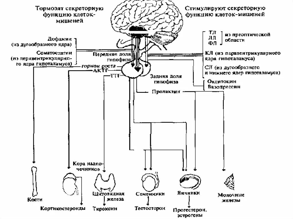 Клетки органы мишени. Гормоны гипоталамо-гипофизарной системы таблица. Эндокринные функции гипоталамо гипофизарной системы таблица. Схема действия гормонов гипоталамуса и гипофиза. Гипоталамо-гипофизарная система схема.