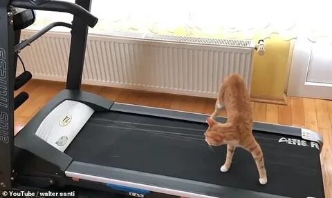 Кота дорожки