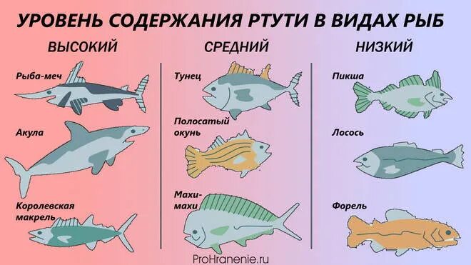 В какой рыбе содержится ртуть. Содержание ртути в рыбе. рыба с большим содержанием ртути. рыба по содержанию ртути. ртуть в рыбе.