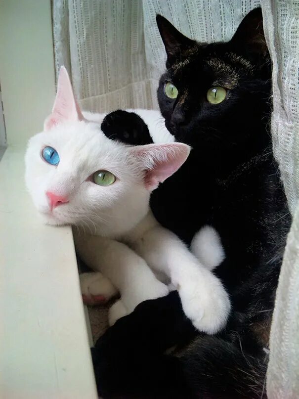 Портящий фотографии. Черный и белый кот. Кошка черная с белым. Черный и белый котенок. Чёрныйи белый кот.