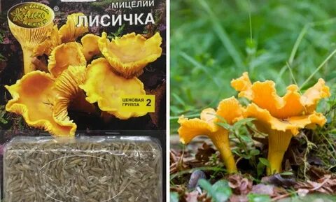 Как вырастить лисички
