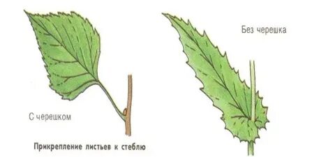 Какие листья называют черешковыми