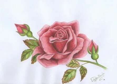 drawn roses in color