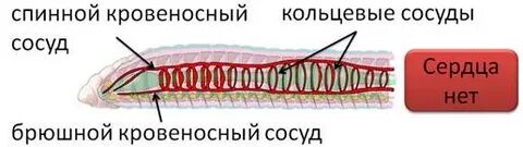 Кольцевые сосуды