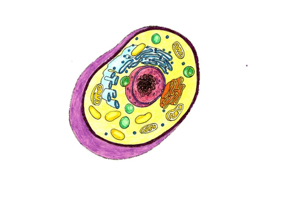 Write cell
