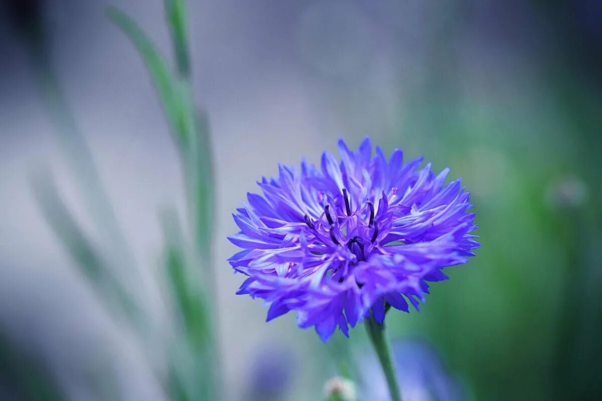 Василёк Блю бол. Василек синий (Centaurea cyanus). Василек горный, подбеленный. Василек синий Корнфловер.