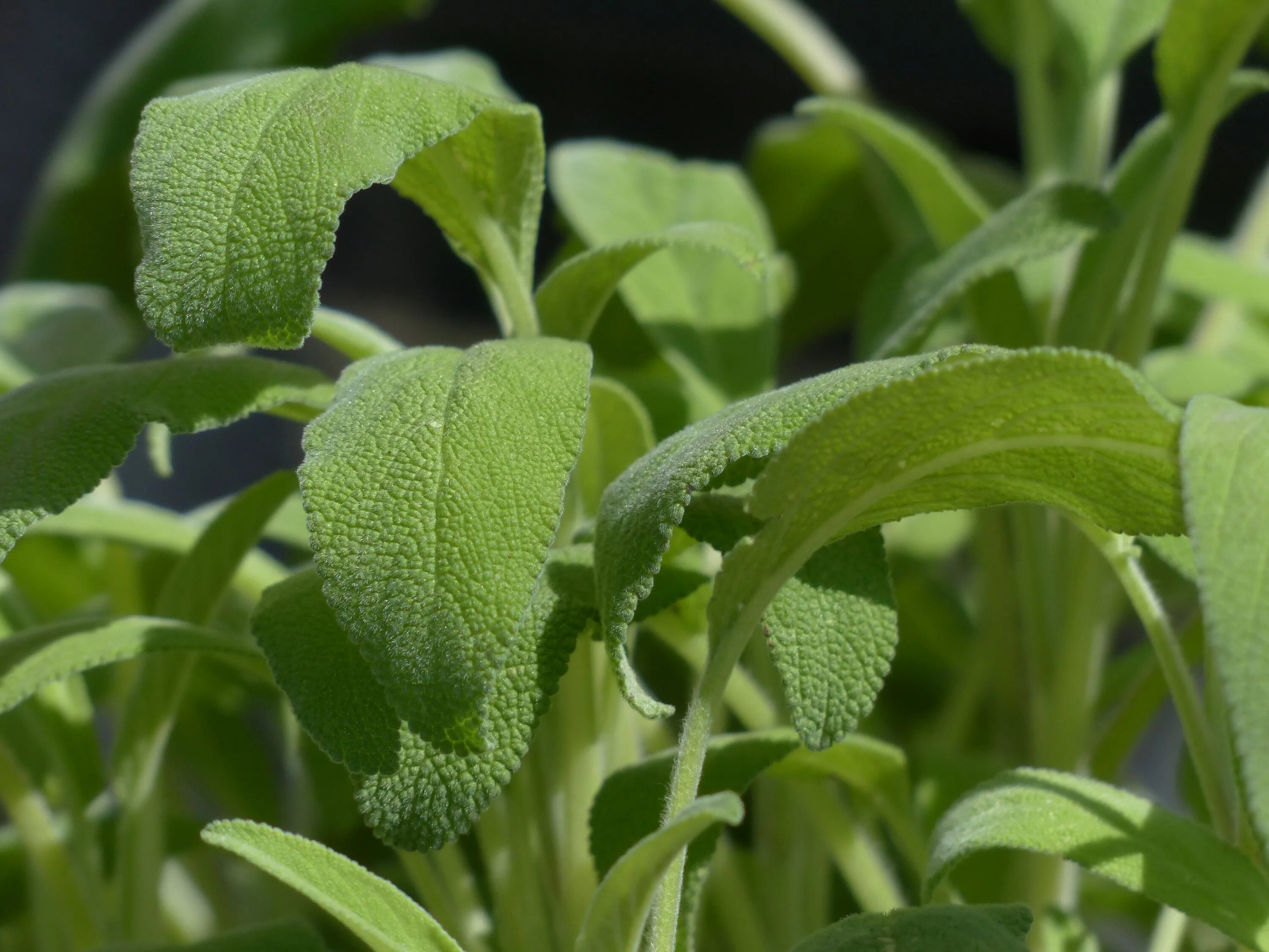 Шалфей лекарственный (Salvia officinalis). Шалфей лимонный. Шалфей оффициналис. Шалфей лекарственный Sage Plant.