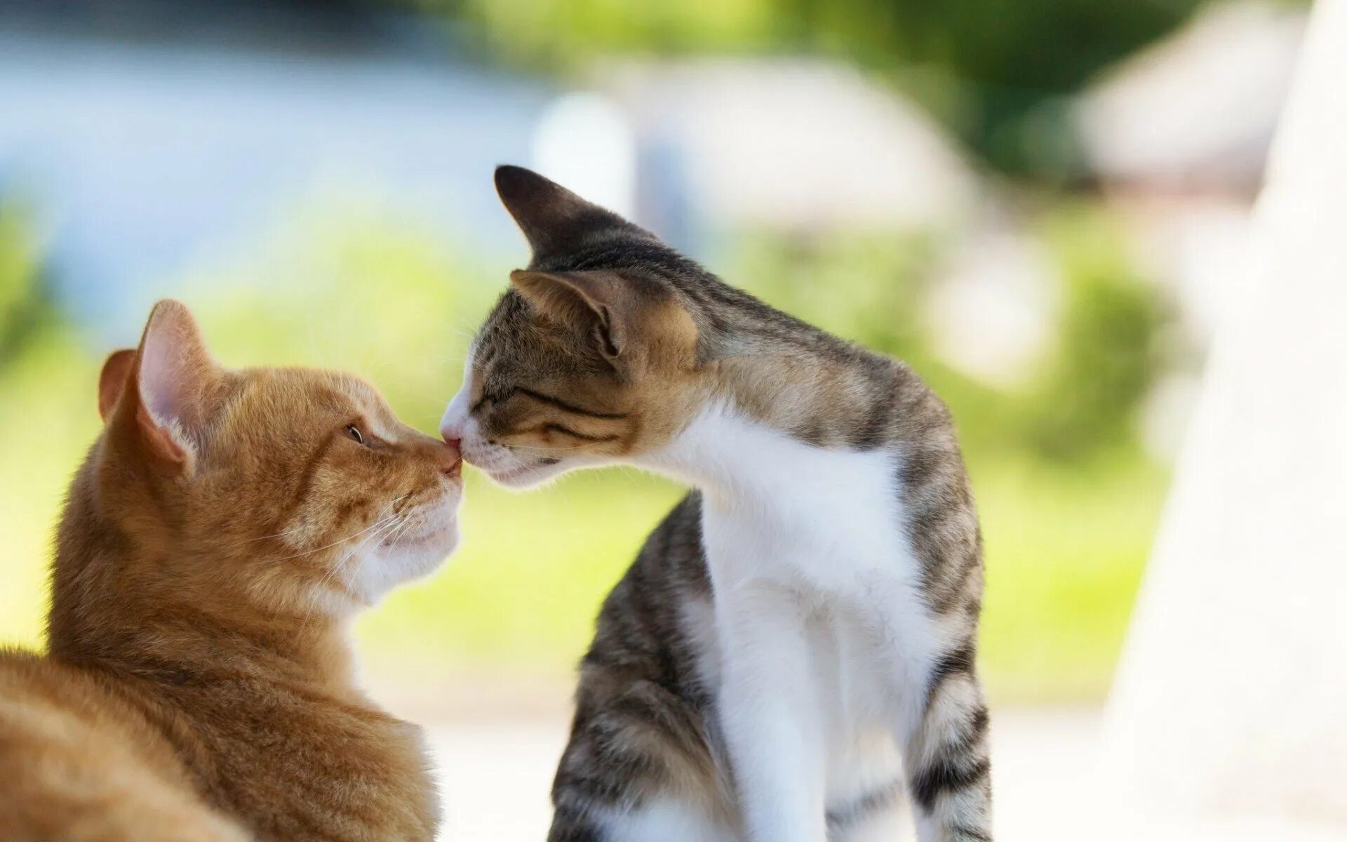 Любовь кошек и котов. Котики вместе. Котики обнимаются. Кошки обнимашки. Влюбленные кошки.