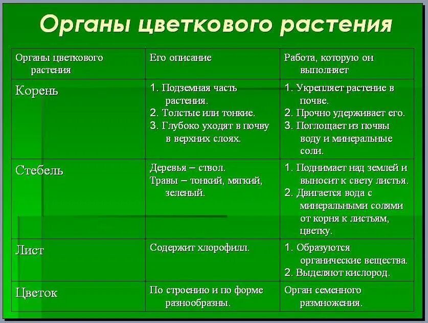 Функции растения таблица. Органы цветковых растений 6 класс биология таблица. органы цветкового растения таблица. таблица органы цветковых растений биология 6. таблица функции органов цветкового растения 5кл.