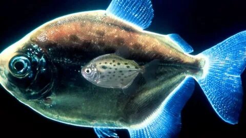 Des poissons
