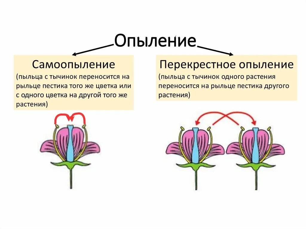 Схема самоопыления хвойные