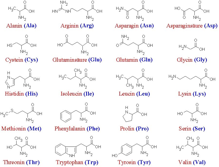 Химия 20 аминокислот. Структурные формулы 20 аминокислот. 20 Незаменимых аминокислот формулы. Структура 20 аминокислот. Лей про сер арг ала