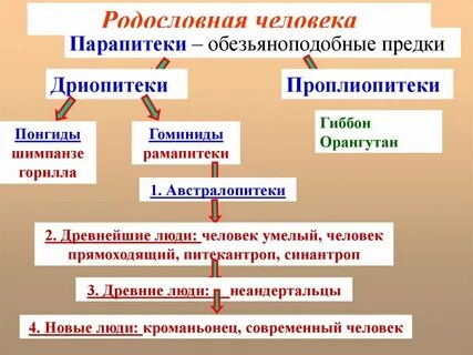 Парапитек