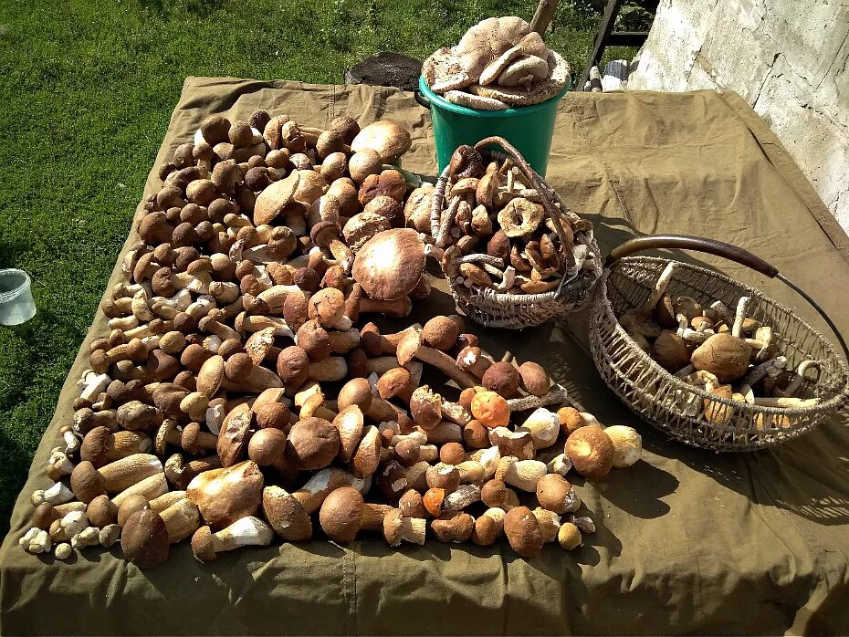 урожай шампиньонов. 7 волн урожая шампиньонов. сбор шампиньонов. большой урожай грибов. ферма шампиньонов.