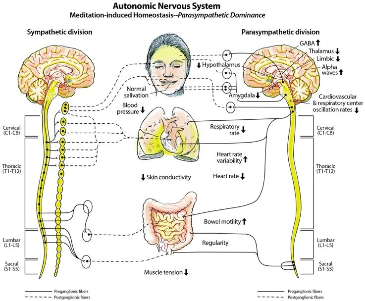 Ментальная карта вегетативная нервная система. Вегетативная нервная система схема. Нервы вегетативной нервной системы. Нервная система вегетативная нервная система. Вегетативная нервная система конспект