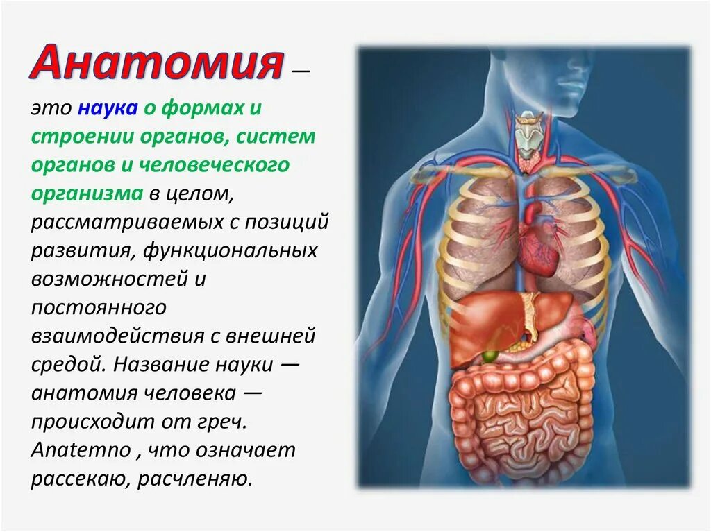 Биология строение тела человека. Строение тела человека. Строение органов человека. Организм человека анатомия. Название внутренних органов человека.