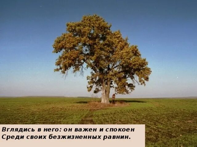 стихи заболоцкого дуб. стих про дуб. старый корявый дуб. одинокий дуб из стиха заболоцкого. испанский тысячелетний каменный дуб.