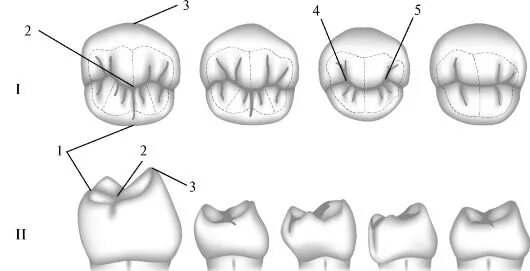 двух бугорков. двух бугорков. фурункулы карбункулы атеромы. козелок ушной раковины анатомия. двух бугорков.