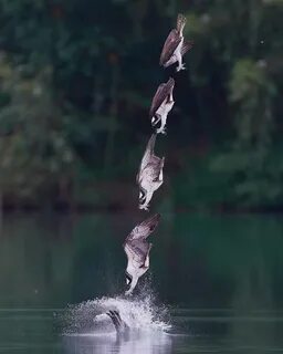 Танец во время охоты