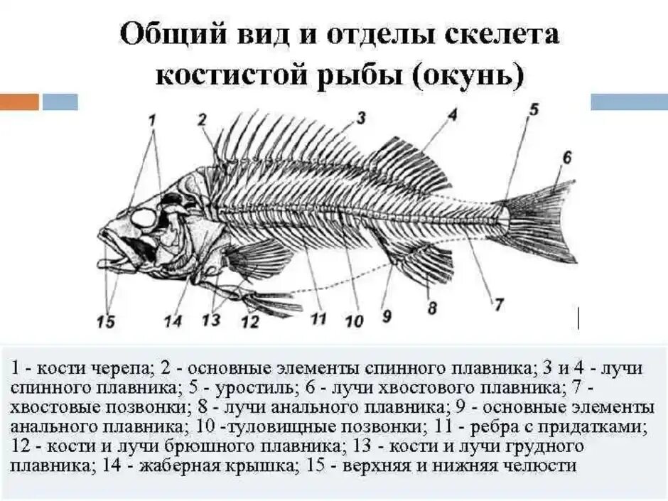 Рыба хвостовой отдел позвоночника. Скелет костистой рыбы отделы. Строение скелета речного окуня. Строение скелета костистой рыбы. Внутреннее строение костной рыбы скелет.