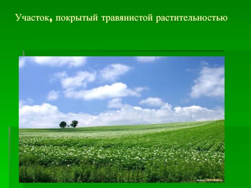 Презентация леса и Луга нашей Родины старшая группа. Луг участок земли покрытый травянистой растительностью Ожегов. Леса и Луга нашей Родины пособия оформление. Фон для урока про родину. Леса и луга нашей родины презентация