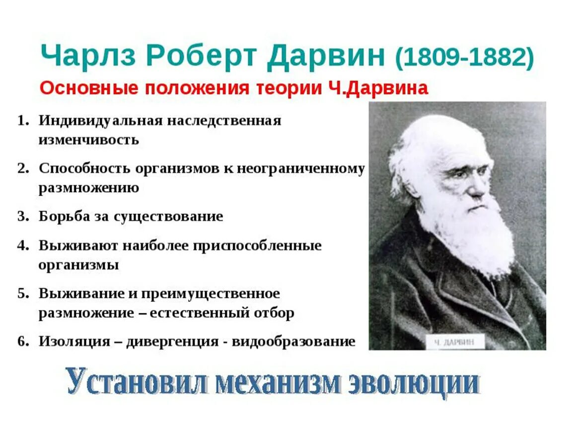 Теория эволюции ч. Дарвина (1809-1882).. Важные положения эволюционной теории ч.Дарвина. Основные положения эволюционного учения Чарльза Дарвина.