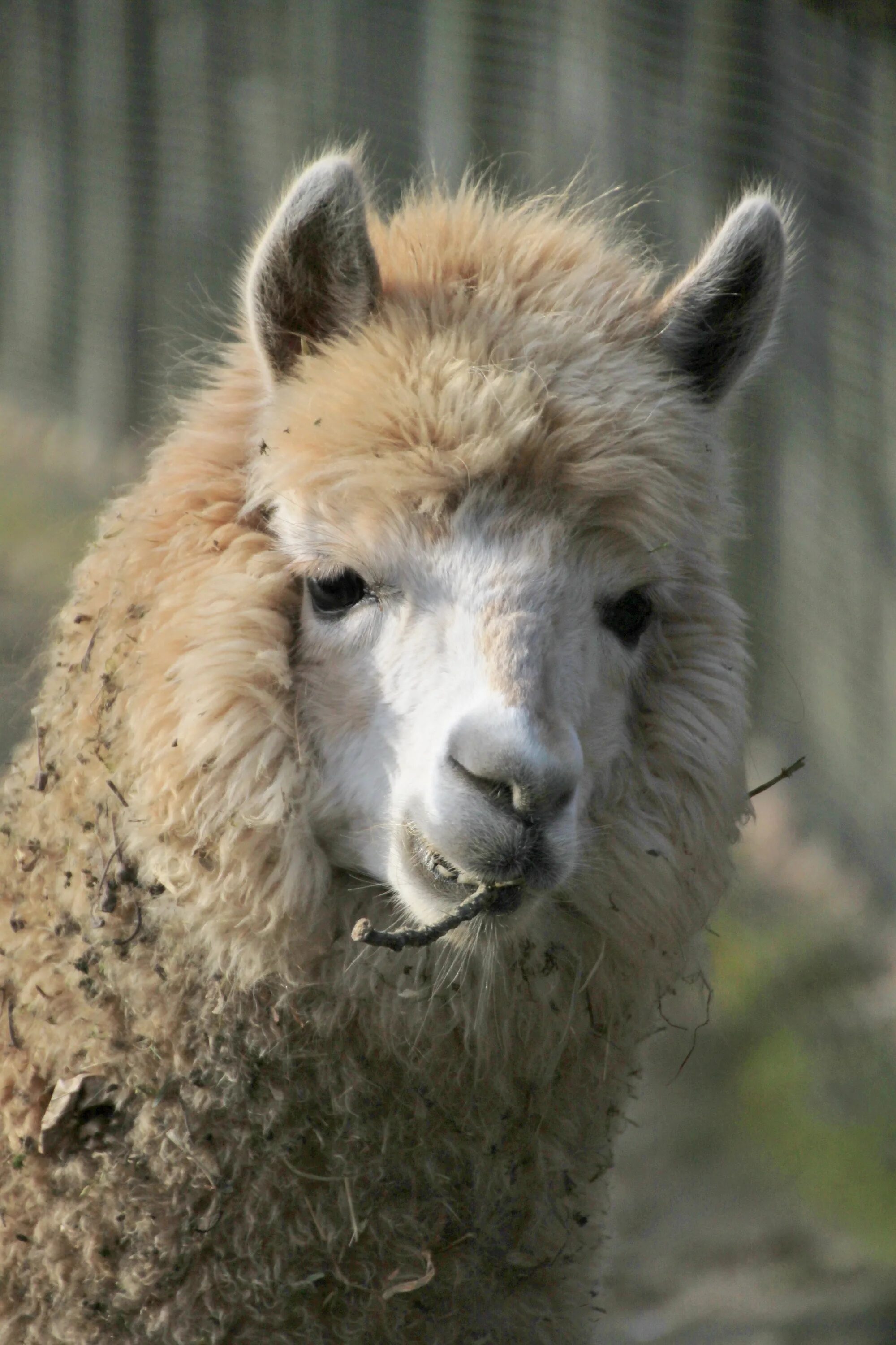 Llama2