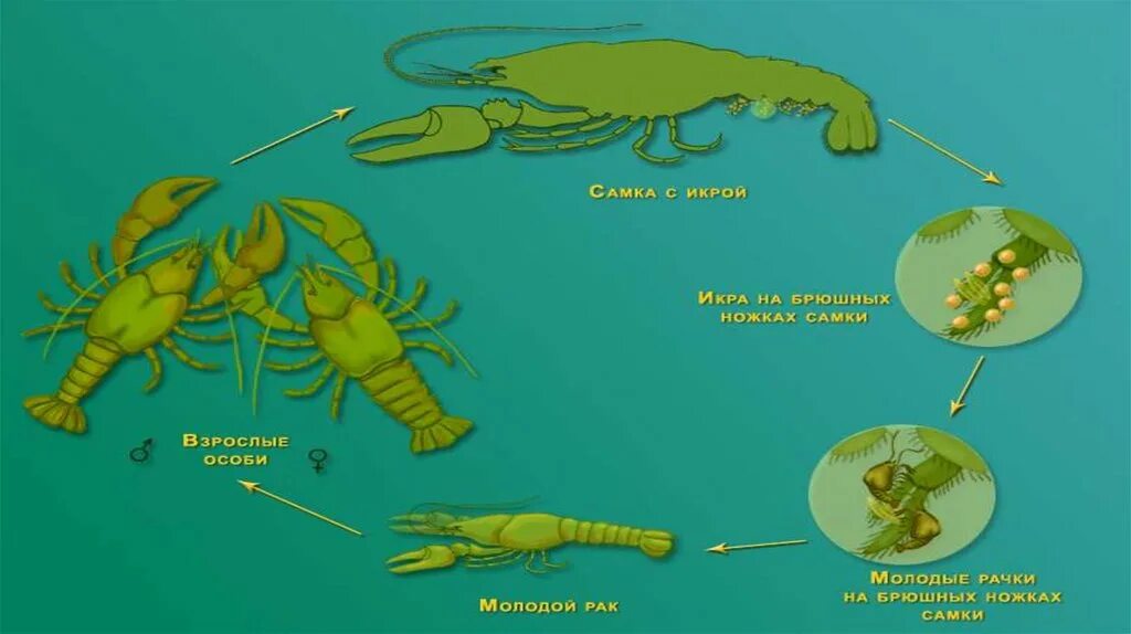 Зеленая железа у ракообразных. Выделение ракообразных. зелёные железы у ракообразных. антеннальные железы у ракообразных. выделительная ракообразных.
