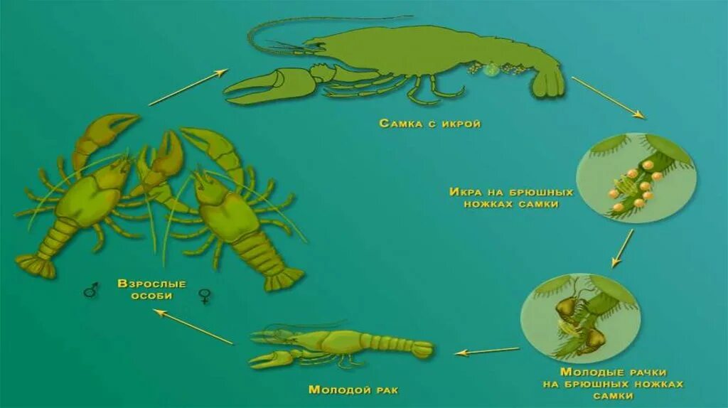 Зеленая железа у ракообразных к какой системе. Выделение ракообразных. Зелёные железы у ракообразных. Антеннальные железы у ракообразных. Выделительная ракообразных.