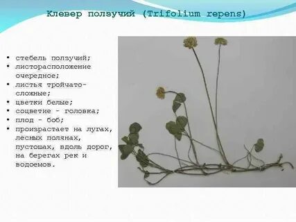 Клевер тип листьев