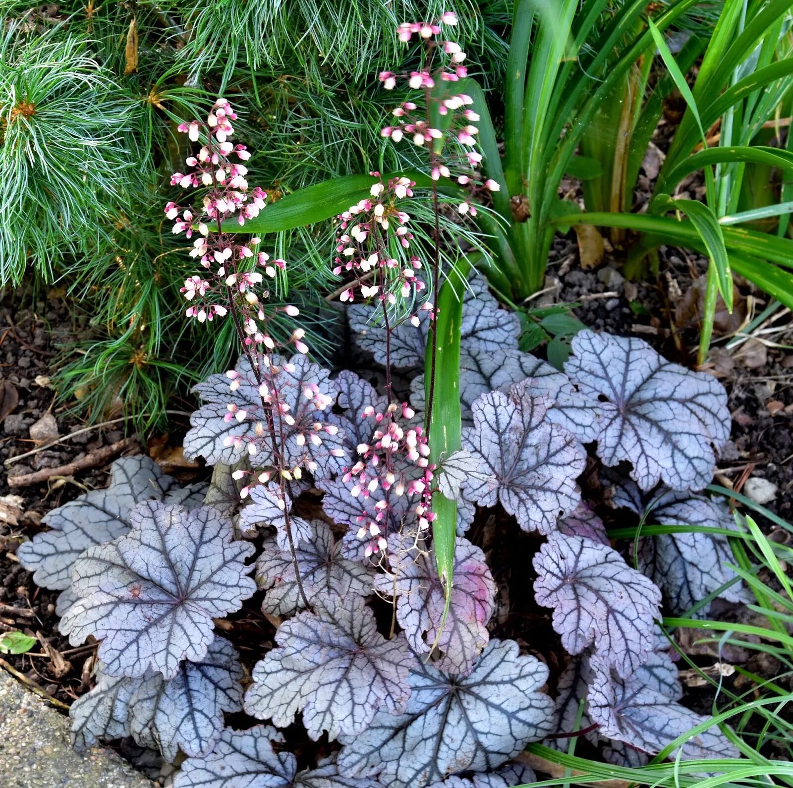 Гейхера спеллбаунд. Гейхера гибридная. Гейхера ликорис. Рутбир гейхера. Гейхера гибридная (heuchera hybrida).