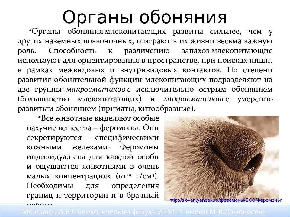 Какие органы чувств животных. Обоняние млекопитающих. орган обоняния у животных. орган обоняния у млекопитающих. органы обоняния у животных доклад.