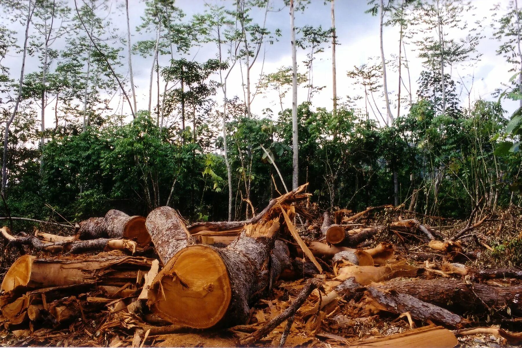Обезлесение в Индии. Обезлесение тропических лесов. Обезлесение тропических лесов Африки. Вырубка тропических лесов в Африке.