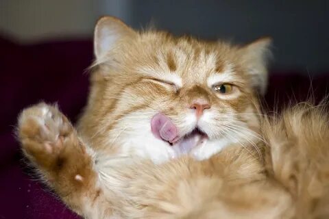 Кота приятнее