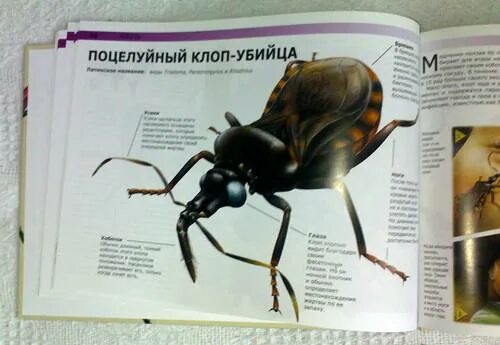 Жук-олень :: Отдел экологической безопасности :: Отделы :: Подразделения Админ