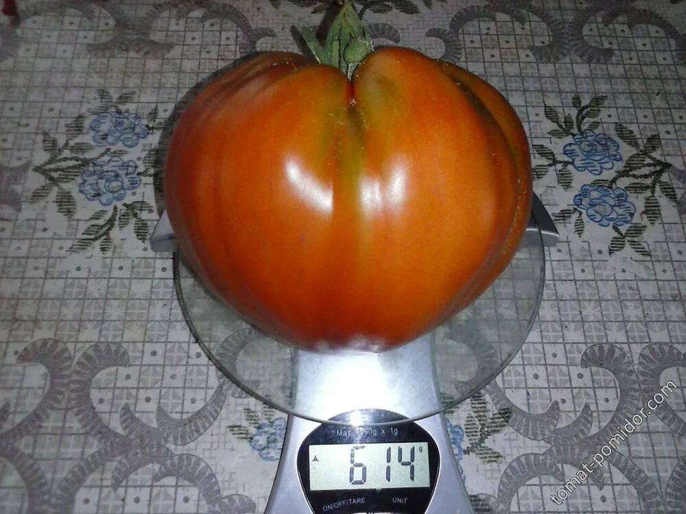 Восхитительный хой. Томат отводы. Томат рв церфей. Томат восхитительный хой. Томат хой.