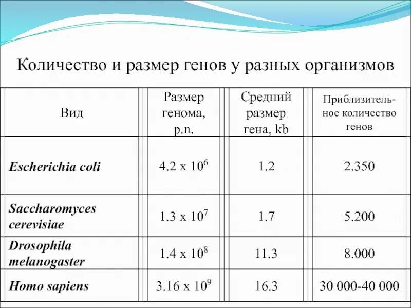 Количество генов. Размеры геномов разных организмов. Количество генов у разных организмов. Размер Гена. Размер генов.