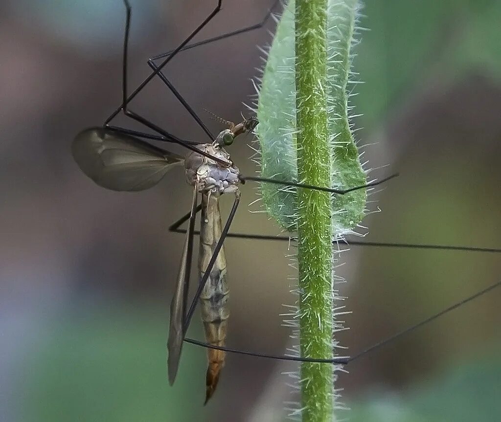 Комар большой как называется с длинными. Муха долгоножка. Комар долгоножка. Карамора комар долгоножка. Комар-долгоножка кольчатая.