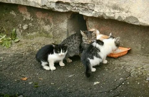 Во дворе кошки малышка о нас