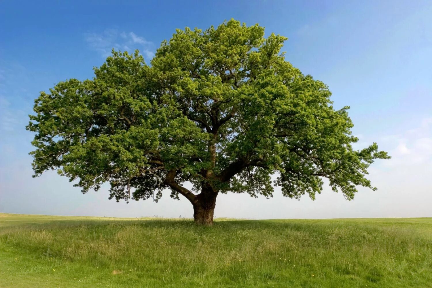 Tree us. Tree us