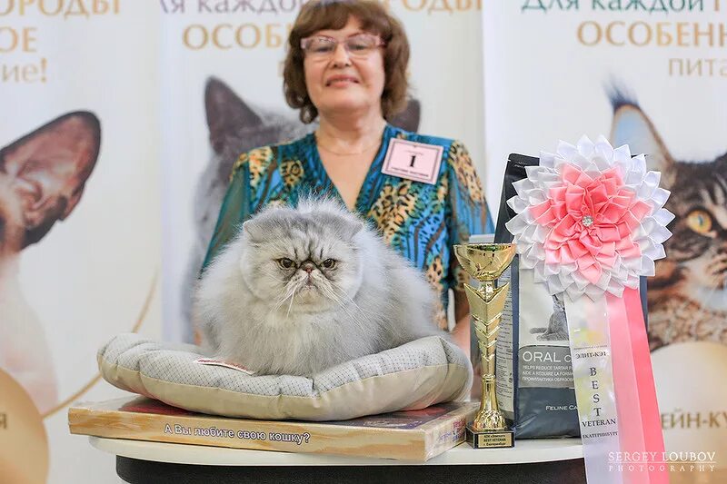 Выставка кошек. Международная выставка кошек. Выставка кошек Ульяновск.