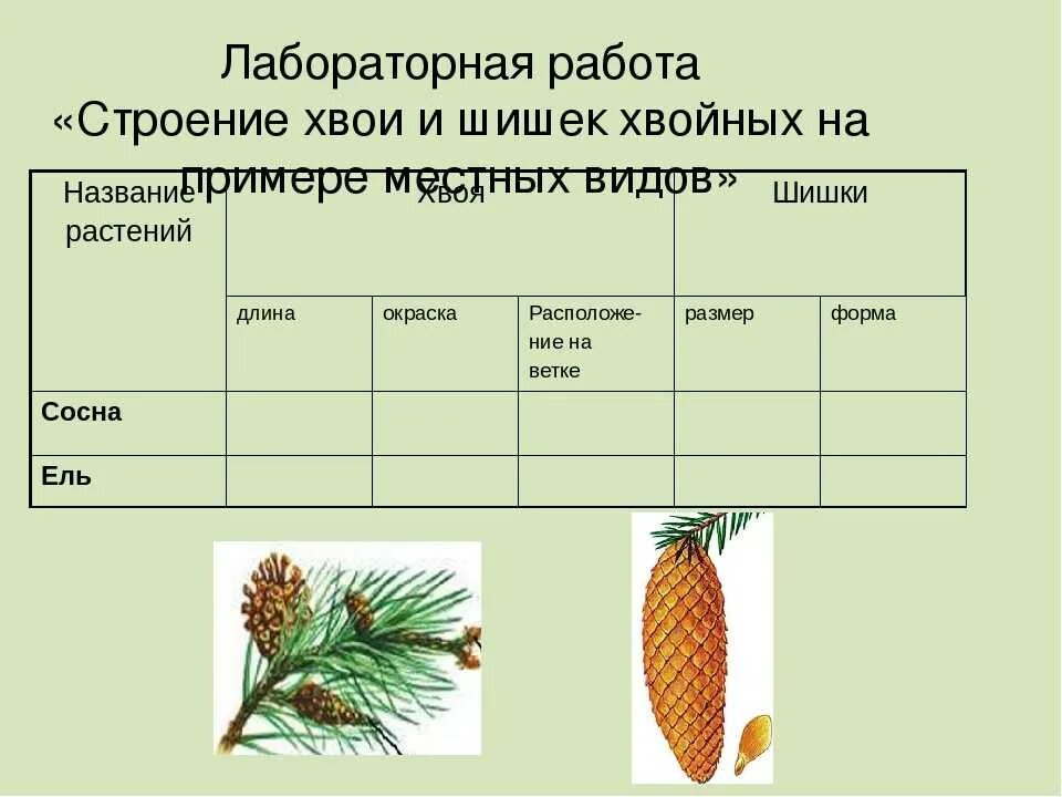 Индекс хвойный. Строение хвои голосеменных растений. Лабораторная работа строение хвои и шишек хвойных начальная школа. Строение хвоинки голосеменных растений 6 класс. Строение голосеменных растений 5 класс.