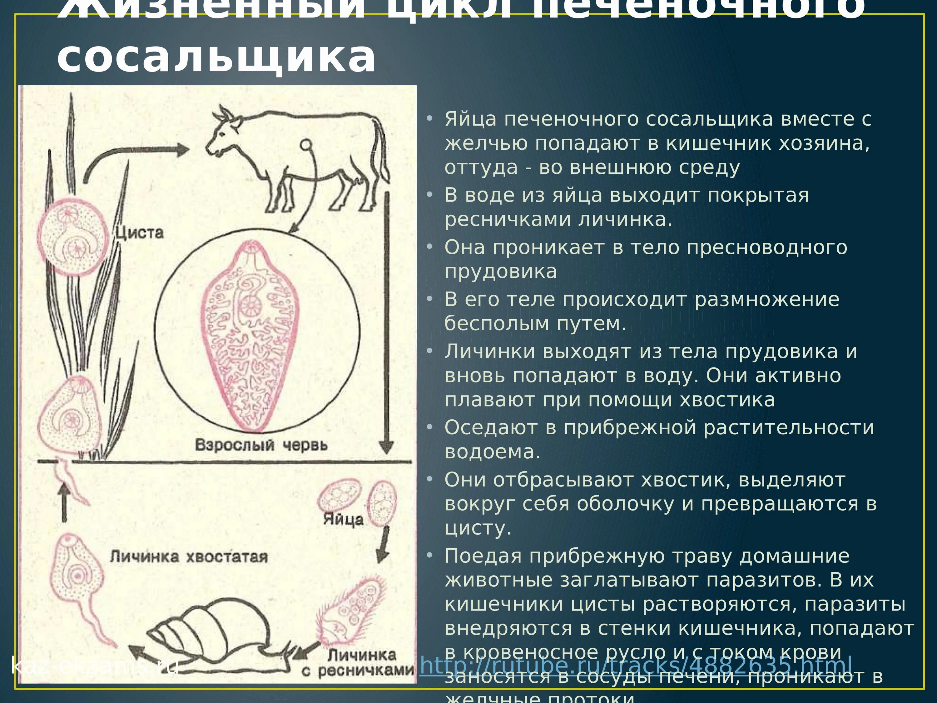 Личинка в промежуточном хозяине. Жизненный цикл печеночного сосальщика. Печёночный сосальщик жизненый цикл. Печёночный сосальщик жизненный уиел. Цикл развития печеночного сосальщика биология.