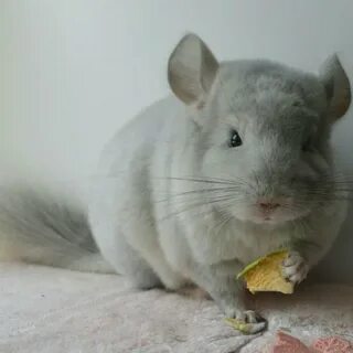Шиншилла грызун