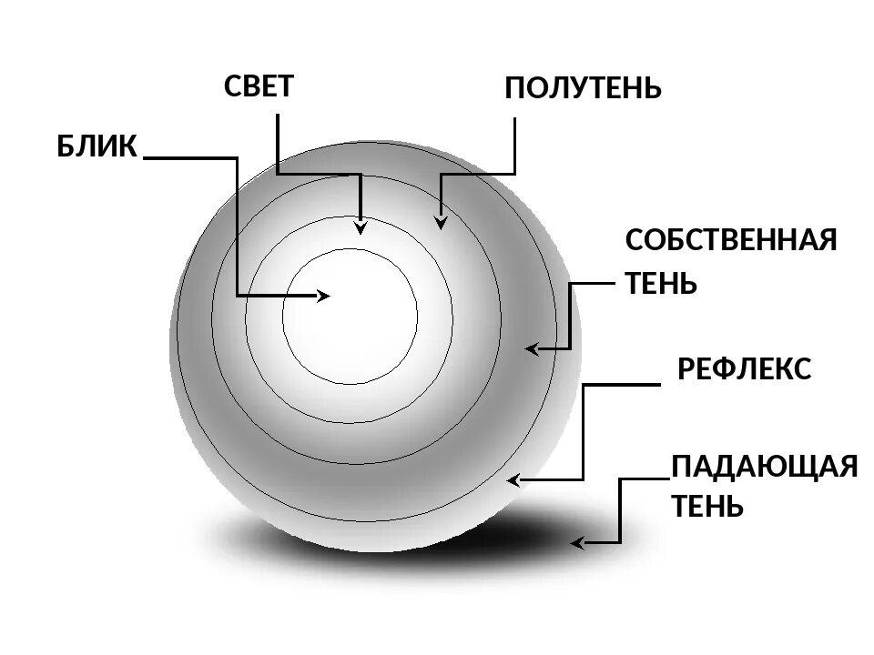 Света тень шара. Блик тень полутень рефлекс в рисунке. Шар свет тень полутень. Свет тень полутень рефлекс блик. Свет тень полутень рефлекс блик в рисунке.