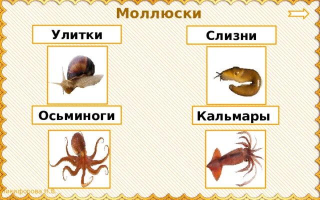 Осьминог группа животных относится к группе. Улитка слизень осьминог кальмар это. к какой группе относится кальмар. улитка слизень осьминог кальмар это какая группа. улитка слизень кальмар какая группа животных окружающий мир 3 класс.