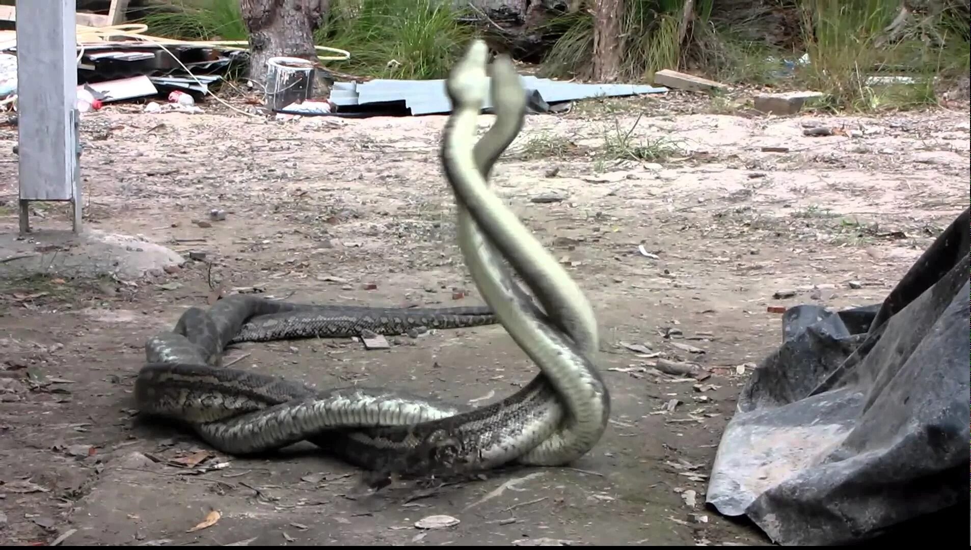 напала огромная змея. анаконда заглатывает ягуара. питон крокодил мундарра. змея анаконда нападает на человека. напала огромная змея.